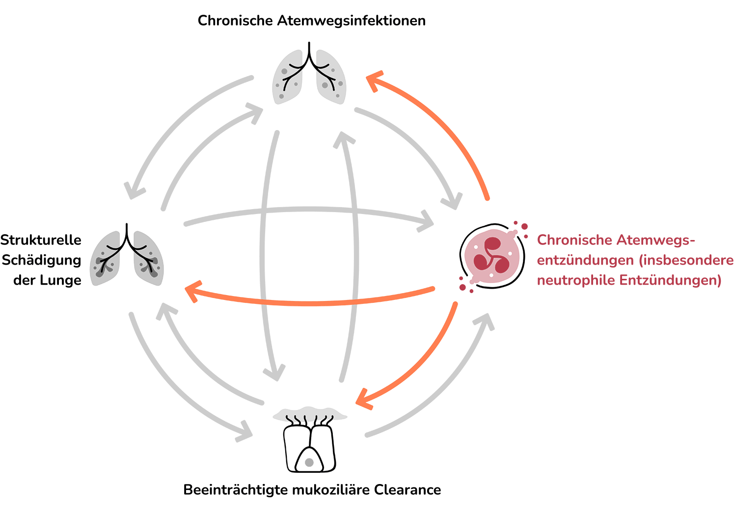 Chronic Airway Inflammation, Primary Neutrophilic: An icon representing inflamed airways in the lungs with an emphasis on neutrophils